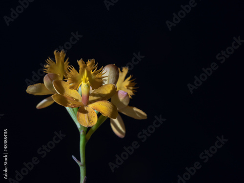 Closeup view of beautiful epidendrum epiphytic tropical orchid blooming with bright yellow orange flowers and bud isolated on black background photo