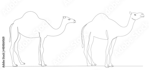 camels in one line, outline, vector, isolated
