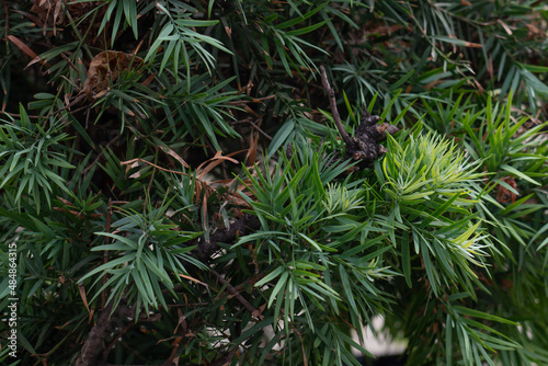 Afrocarpus falcatus  syn. Podocarpus falcatus  family Podocarpaceae.  common yellowwood  bastard yellowwood  outeniqua yellowwood  African pine tree  weeping yew