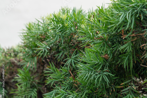 Afrocarpus falcatus  syn. Podocarpus falcatus  family Podocarpaceae.  common yellowwood  bastard yellowwood  outeniqua yellowwood  African pine tree  weeping yew