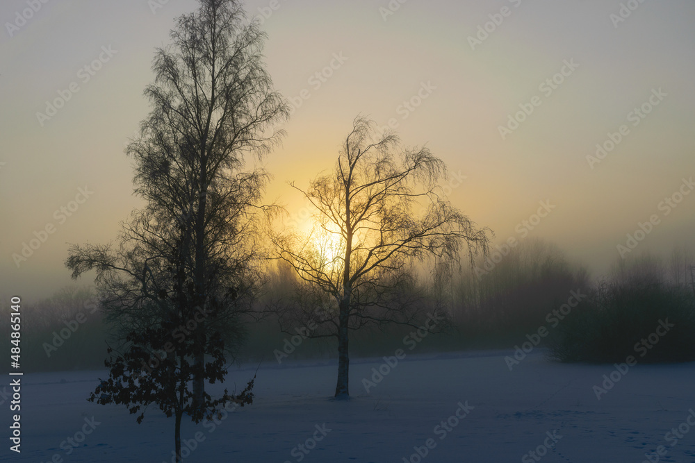 beautiful fog morning, sun through fog, silhouettes of trees and branches, winter landscape, blurred smoky fog background beautiful fog morning, sun through fog, silhouettes of trees and branches, winter landscape, blurred smoky fog background