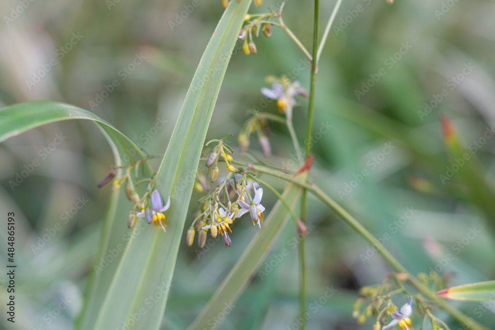 Dianella ensifolia (Variegated flax lily) Dianella is a genus of about ...