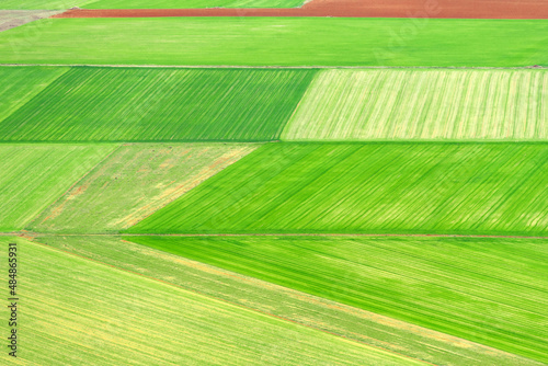 Aerial photo of a multicolored and fertile cultivated field during spring season © JoseLuis