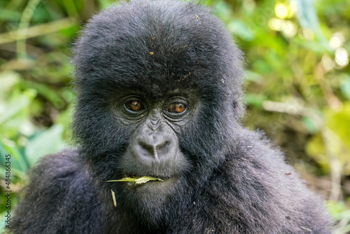 Mountain gorilla (Gorilla beringei beringei) juvenile portrait in Virunga, Congo © Janos