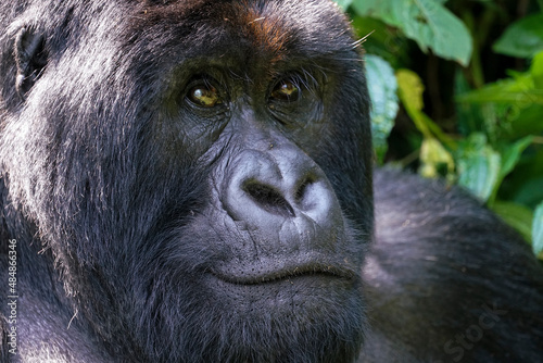 Mountain gorilla (Gorilla beringei beringei) silverback portrait in Virunga, Congo © Janos