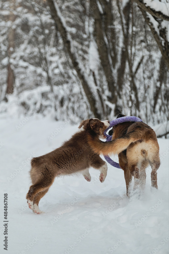 Adult German Shepherd is gnawing on toy ring and Aussie puppy is trying to reach it too. Australian Shepherd red tricolor. Rear view. Two dogs have fun running along winter forest road.