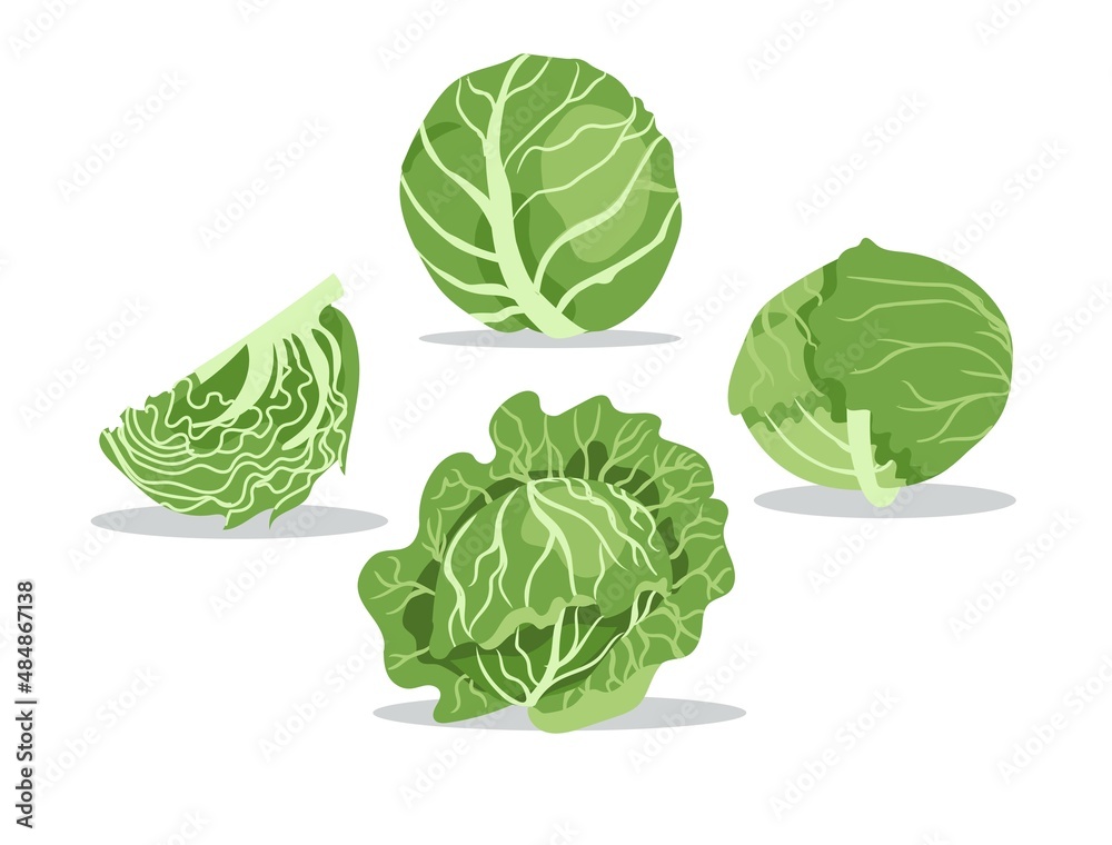 Obraz premium Organic ingredient for salad. Flat vector cabbage with big bright green leaves