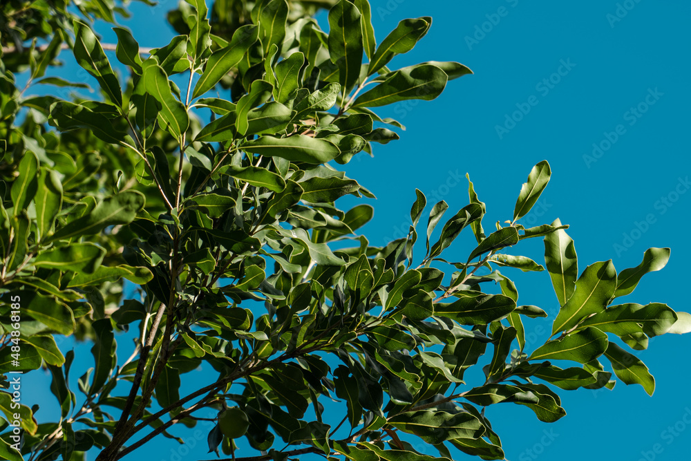 Macadamia integrifolia Common names include macadamia, smooth-shelled macadamia, bush nut, Queensland nut and nut oak. Honolulu Hawaii