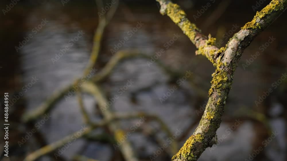 Lichen covered tree branches with a flowing water background.
Shot in Canon Hill Park, Birmingham, by the River Rea. Lichen covered tree branches with a flowing water background.
Shot in Canon Hill Park, Birmingham, by the River Rea.