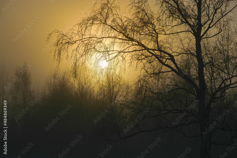 beautiful fog morning, sun through fog, silhouettes of trees and branches, winter landscape, blurred smoky fog background