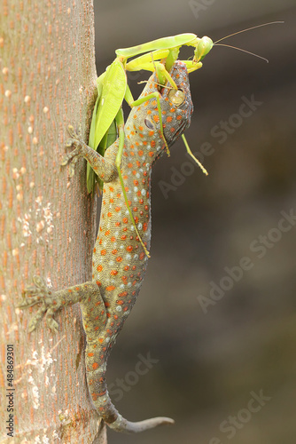 Foto A young tokay gecko preys on a praying mantis on dry wood