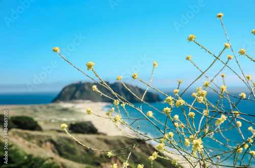 Hirschfeldia incana (formerly Brassica geniculata) is a species of flowering plant in the mustard family, shortpod mustard, buchanweed, hoary mustard and Mediterranean mustard. photo