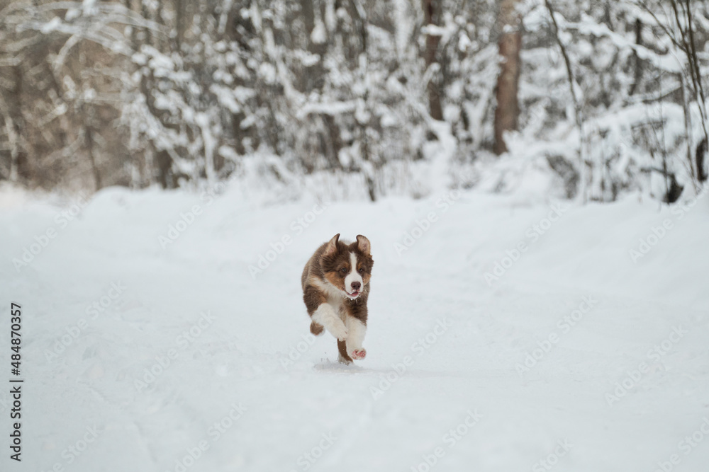 Aussie red tricolor. Purebred young puppy of chocolate color on walk in park. Puppy of Australian Shepherd runs merrily along snowy winter forest road and ears fly up funny.