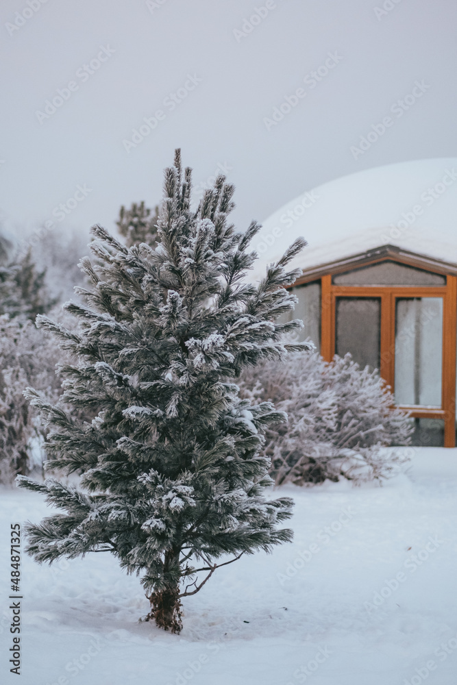 Snowy winter. Spherical house among snow-covered fir trees