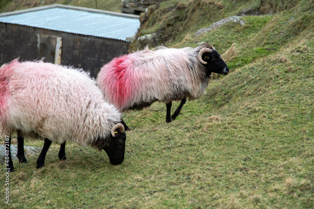 Obraz premium sheep and lambs