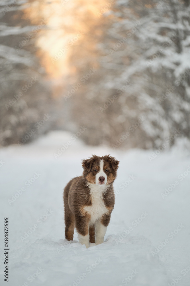 Purebred young puppy of chocolate color on walk in park. Good young dog. Australian Shepherd puppy stands on snowy winter forest road at sunset. Aussie red tricolor.