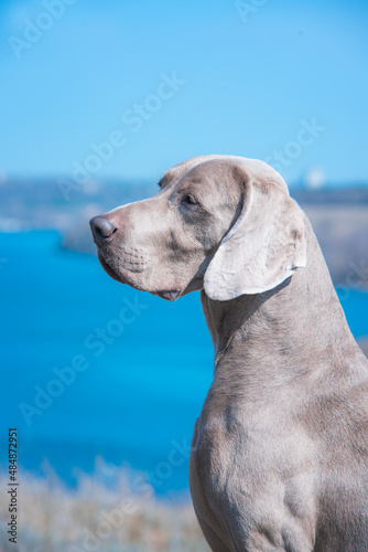 Beautiful close up profile head portrait of stunning muscular grey male of weimaraner dog looking side away on the background of blue river water in sunny day