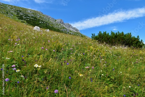 Canvastavla Alpine meadow with flowers under mountain Tosc in Julian alps and Triglav nation