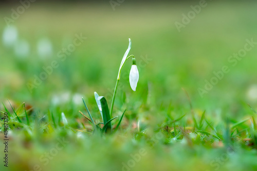 A single snowdrop on a meadow