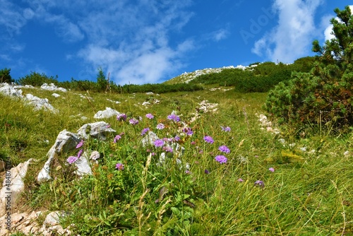 Pink shining scabious  Scabiosa lucida  flowers bellow the top of Debela Pec in Julian alp and Triglav national park  Slovenia