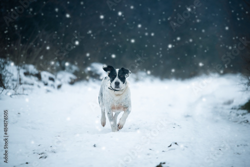 Photos of a dog from dogs shelter during his regular walk on snowy winter day.