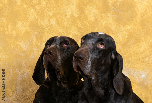 retrato pareja perdiguero de burgos , con un fondo de color crema.