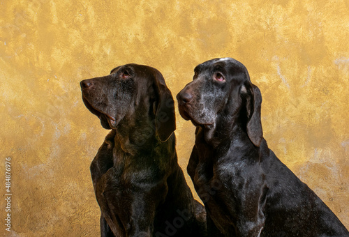 retrato pareja perdiguero de burgos , con un fondo de color crema.