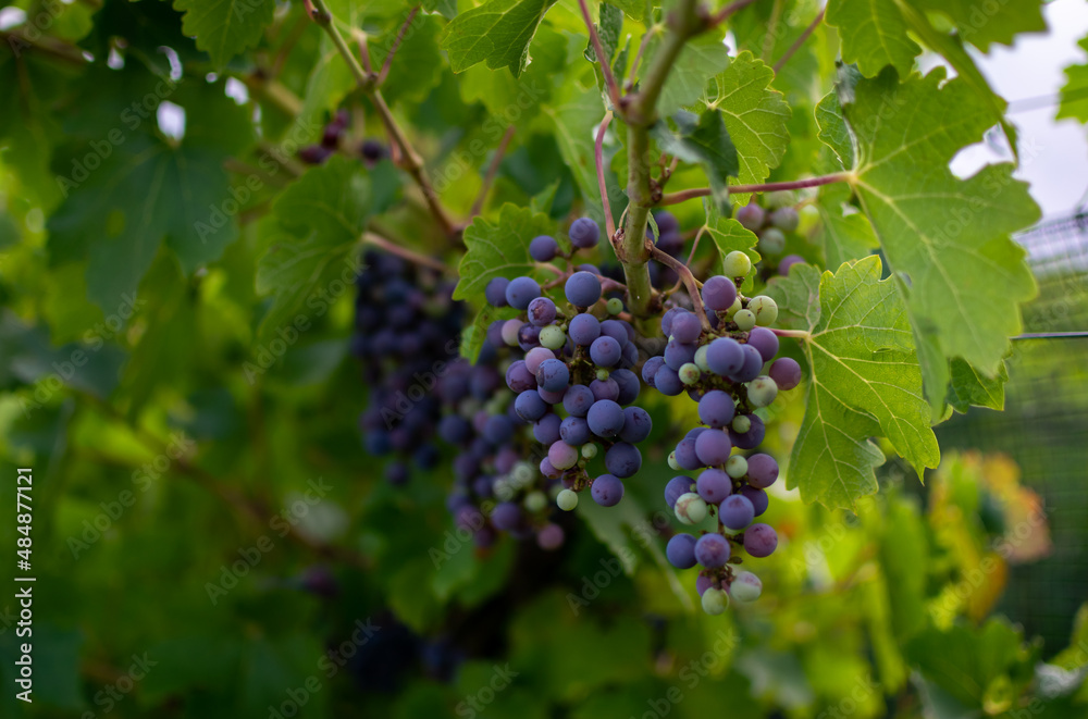 Wine grapes in a vineyard