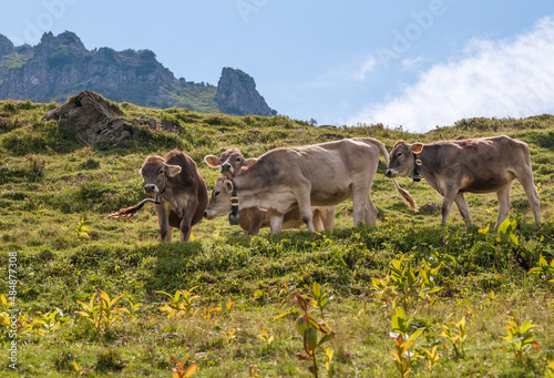 Vier braune  Jungkühe in den Alpen,  anonymisiert