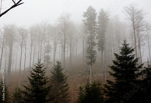 Góry z mgłą między drzewami