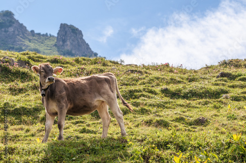 Braune Jungkuh in den Alpen, anonymisiert