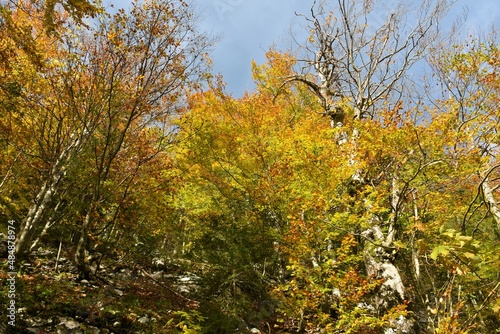 Bright yellow and orange autumn temperate, deciduous, broadleaf foresr in autumn