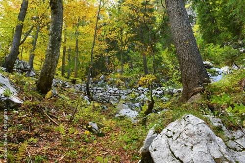 Bright autumn beech (Fagus sylvatica) temperate, deciduous, broadleaf forest