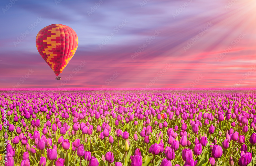 Fototapeta premium lilac color tulip flower fields in spring, hot air balloon in the background