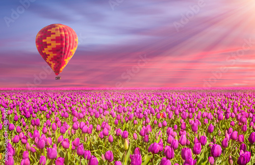 lilac color tulip flower fields in spring  hot air balloon in the background