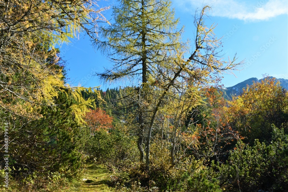 Path leading through a colorful autumn landscape in red, green and yellow colors with mugo pine and larch trees in Karavanke mountains, Slovenia Path leading through a colorful autumn landscape in red, green and yellow colors with mugo pine and larch trees in Karavanke mountains, Slovenia