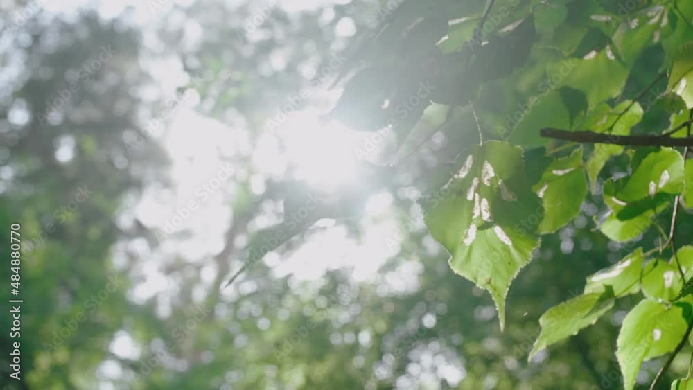 the bright summer sun shines through the green leaves in the forest. a warm summer day