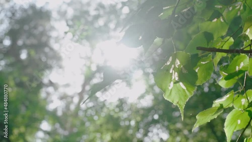 the bright summer sun shines through the green leaves in the forest. a warm summer day