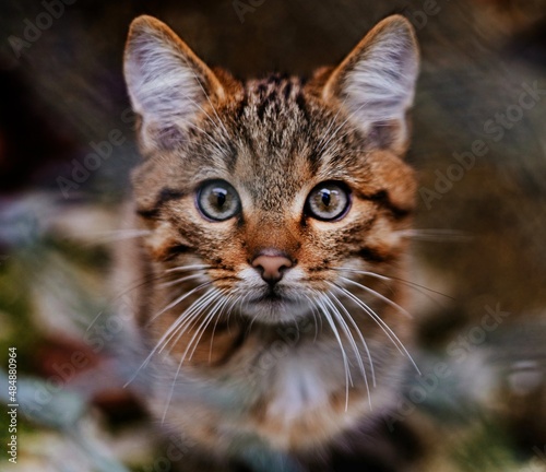wild kitten © Анастасия Саввина