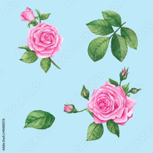 Set beautiful watercolor illustration of pink rose with decorative twigs, bud and green leaves