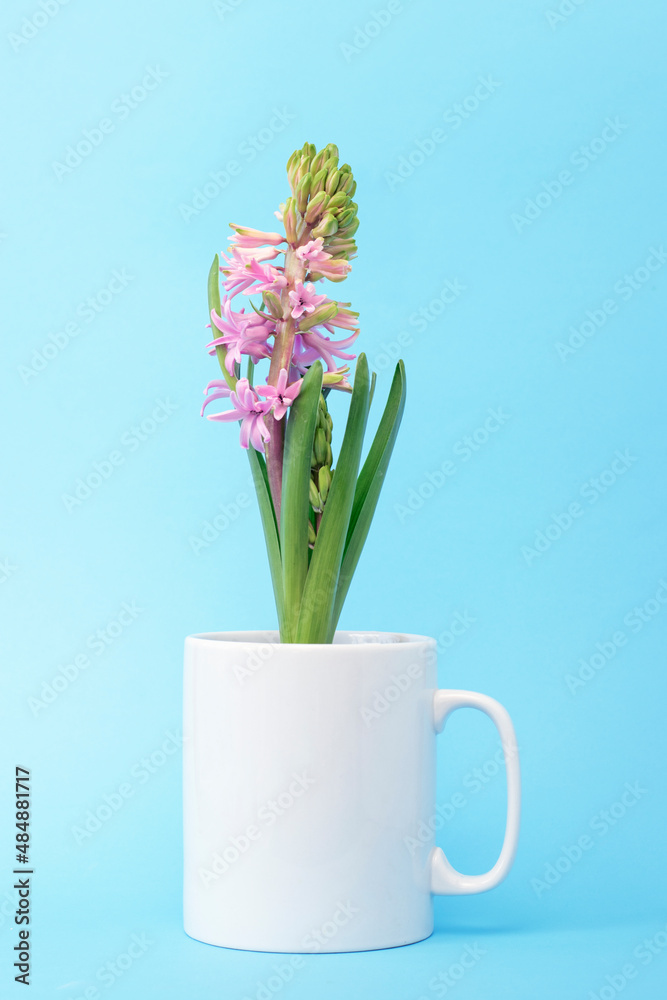 Hyacinth blossoms in a cup on a blue background.