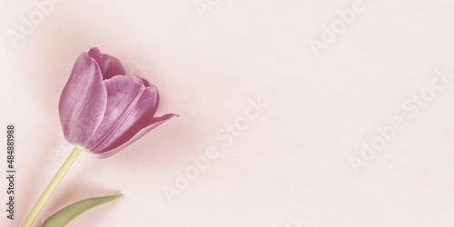 One pink tulip on pastel neutral background. Minimal retro toned spring festive floral banner.