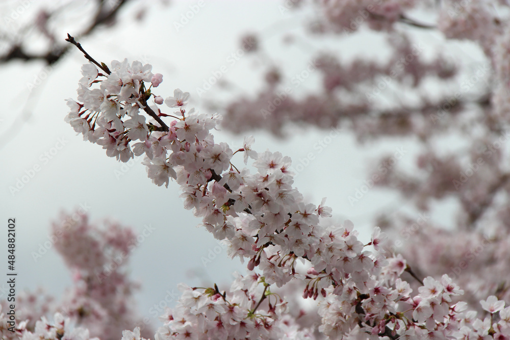 blooming cherry tree in a park in kyoto in japan blooming cherry tree in a park in kyoto in japan
