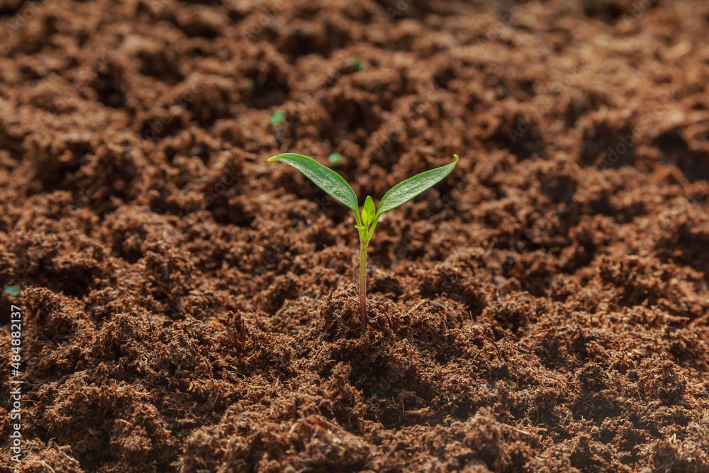 Small pepper seedling grow in the soil. Growing pepper seedlings. Small pepper seedling grow in the soil. Growing pepper seedlings.