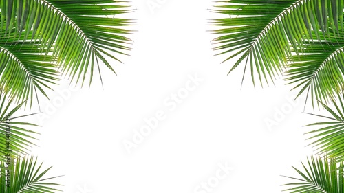 Coconut leaves leaf isolated on white background.