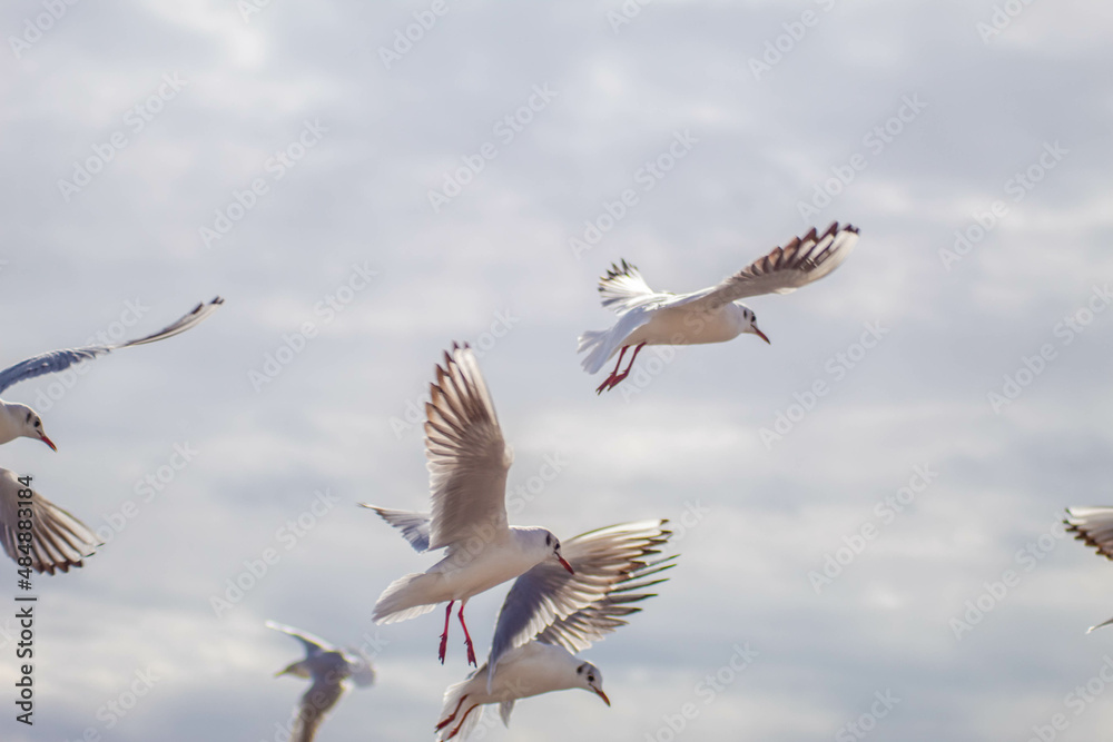 Obraz premium Seagull