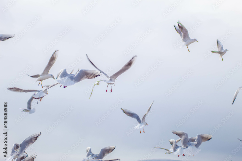 Fototapeta premium Seagull