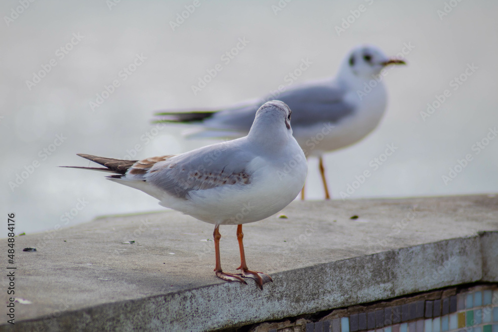 Fototapeta premium Seagull