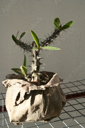 Planta Corona de Cristo,  Euphorbia mili,  hojas de forma oblongo-espatuladas, verdes en ambas caras y provistas de una espinas grandes, en su maceta de barro artesanal, forma un diseño natural  photo