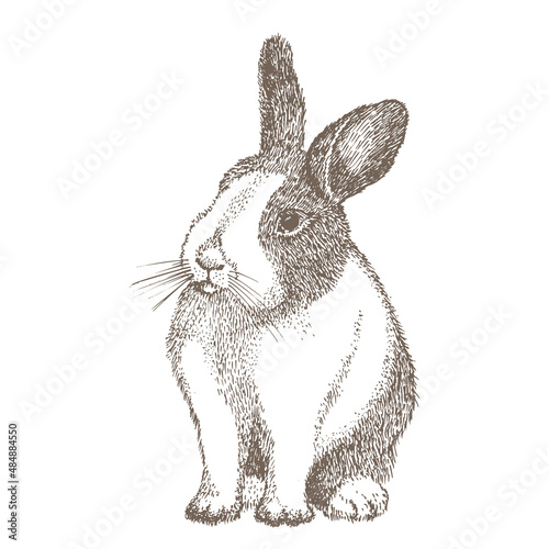 White rabbit with black spots around the eyes. Seating bunny. Hare isolated on white background. Hand drawn sketch Enaving style. Chinese New Year Symbol. Easter cheerful character in mask.
